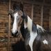 Susie Lambert - Facebook