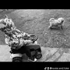 Susie and Luke - @susie.and.luke - TikTok