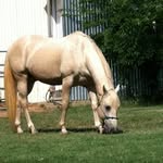 Susie Magee - @susieluvshorses - Instagram