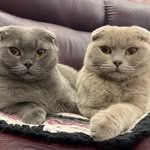 S…cats - @susie_and_the_major - Instagram