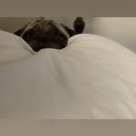 Susie Marshall - @frenchiemom89 - Instagram
