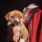 susie McCarthy - @cordiesue16 - Instagram