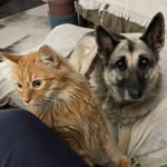 Susan Meadows-Hart - @sweetanniehomestead - Instagram