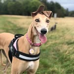 @susiepoole77 - Instagram