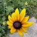 Susie Powell - Facebook