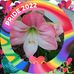 Susie Powell - Facebook