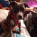 Susie Powell - @susiepowell4801 - Instagram