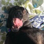 Susie Que - @susie_the_black_lab - Instagram