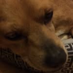 Susie Rowe - @susie_dog6578 - Instagram