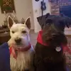 susierowe845 - @susierowe845 - TikTok