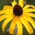Susie Sims - Facebook