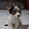susiebelle - @susiespencer62 - TikTok