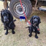 Susie Walsh - @susanwalsh1502 - Instagram