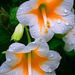 Susmita Panta - Facebook
