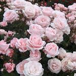 Suzan Jones - @florist.suzie - Instagram