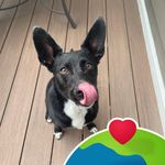 Suzanna Streveler Simpson - @tuckeraussiemom - Instagram