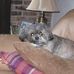 Suzanne Garsh Albright - Facebook