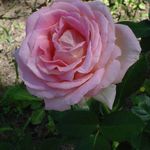 Suzanne Archambault - @suzanne.archambault.9822 - Instagram