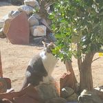 Suzanne Avila - @greencatbaby - Instagram