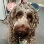 Suzanne Bartholomew - @suzannebartholomew - Instagram