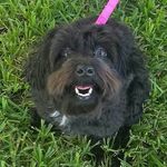 Suzanne Bartlett - @annieoakley1964 - Instagram
