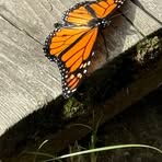 Suzanne Beaudoin - Facebook