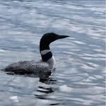 Suzanne Beaudoin - @suzanne.beaudoin.547 - Instagram