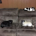 Suzanne Fiorini Behrens - @lantanadaisyrose - Instagram