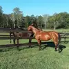 suzannebelair7 - @suzannebelair7 - TikTok