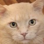 Suzanne Best - @wellpointvet - Instagram