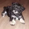 suzanneuitdebosch - @suzanneuitdebosch - TikTok