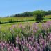 Suzanne Bourassa - Facebook