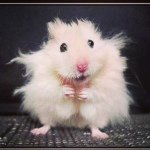 Suzanne Bradley - @suziblue32 - Instagram