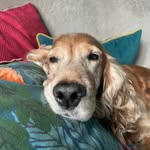 Suzanne Bristow - @scorpio72rat - Instagram