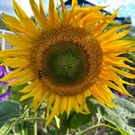 Suzanne Callahan - @critterz000 - Instagram