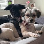 Suzanne Caputo - @suzcon - Instagram