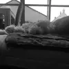 suzannecastelain - @suzannecastelain - TikTok