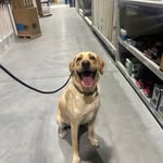 Suzanne Lindsay Champion - @pslchamp - Instagram