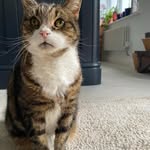 Suzanne Clements - @suzicat133 - Instagram