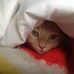 Suzanne Comer - Facebook