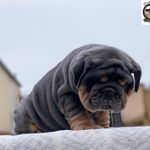 Suzanne Connell - @brutybullz - Instagram