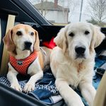 Suzanne Corcoran - @suzycorc - Instagram