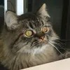 suzannecouture01 - @suzannecouture01 - TikTok