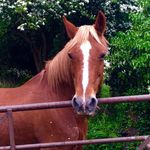 Suzanne Cullen - @suzanne.cullen.77 - Instagram