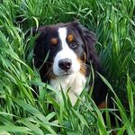 Suzanne Dahl Lusk - @licoricefernbernese - Instagram