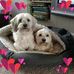 Suzanne Dahlquist - Facebook