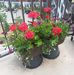 Suzanne Dansereau - Facebook