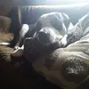 weedgirl$ - @suzanne.deitz - TikTok