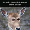 Suzanne.Deleon - @w0ezhsnhe1g - TikTok