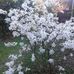 Suzanne Dollet - Facebook